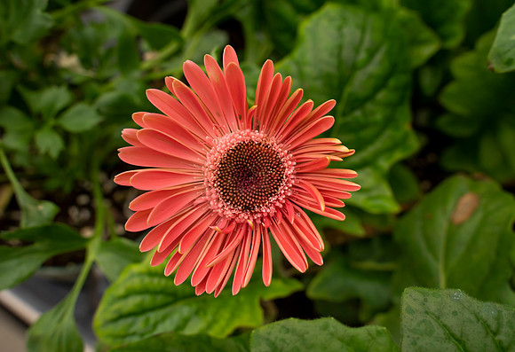 DSC08999
